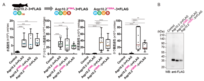 図3 ゼブラフィッシュAqp10.2の野生型および変異体における水、グリセロール、尿素、ホウ酸透過性。アフリカツメガエル卵母細胞に発現させたAqp10.2の活性(A)と細胞膜におけるタンパク質発現量(B)の評価。