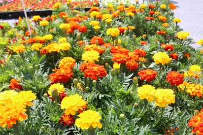 hnxnLZTaXvyaapRZZpQN.jpg?w=940&h=940