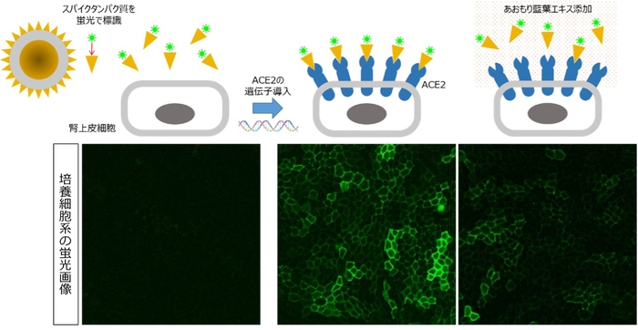 ACE2が発現していない通常の細胞に、蛍光で標識したスパイクタンパク質を添加した場合(左)、ACE2を定常的に発現させた細胞に蛍光で標識したスパイクタンパク質を添加した場合(中央)、中央の状態に、さらにあおもり藍葉エキスを添加した場合(右)