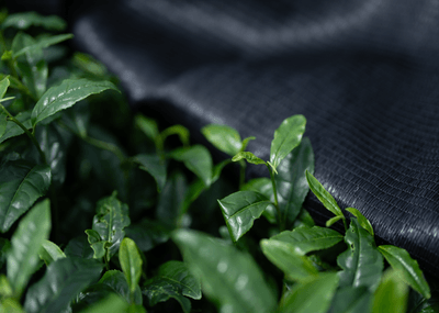 茶畑を覆うことで日光を遮り、旨みと色を深める“かぶせ栽培”