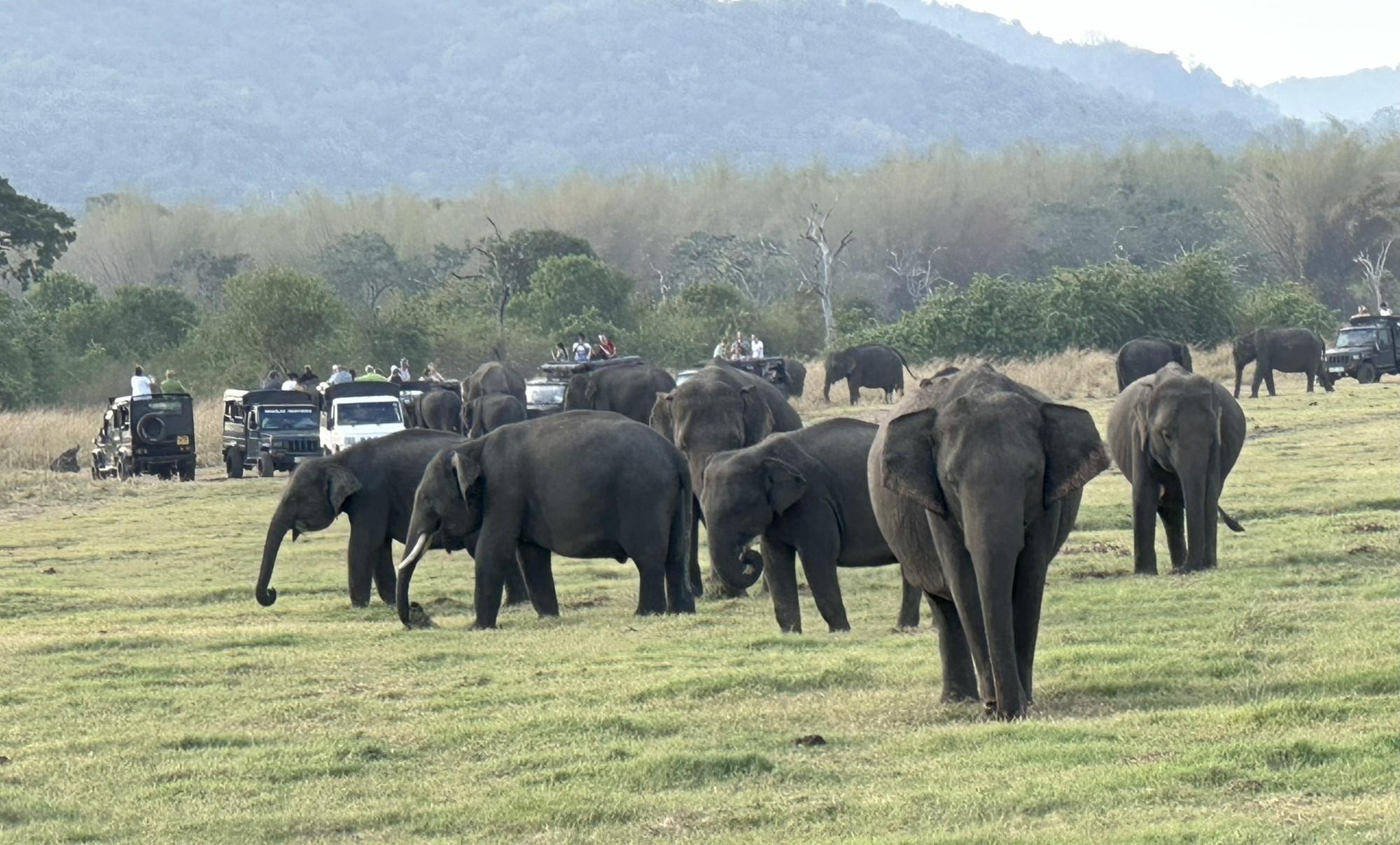 ミンネリヤ国立公園のゾウの群れ