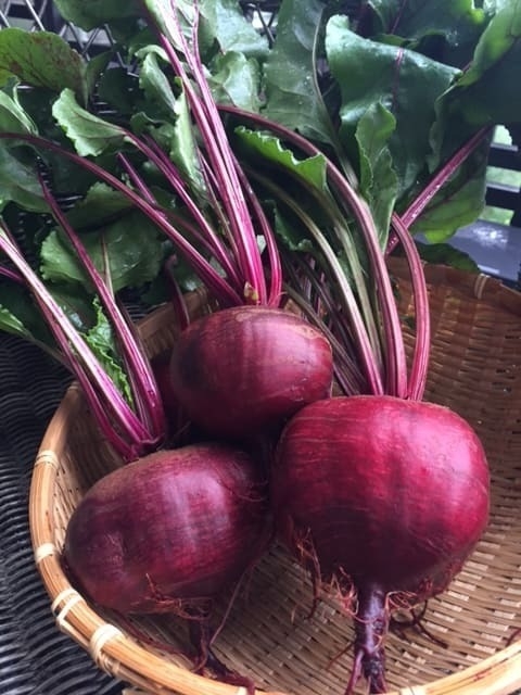 獲れたてビーツ