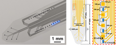 図１．16個のGaN系マイクロLEDと32チャンネルのECoG電極を搭載したフレキシブルシート