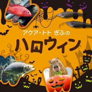 i4zIMEuLpqBUXqu3tibn.jpg?w=940&h=940