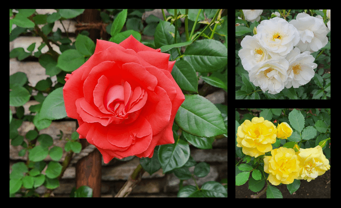 最盛期のバラ園(昨年の様子)