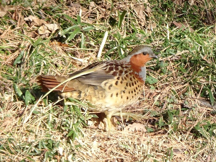 周囲にうまく溶け込んでいます(コジュケイ)