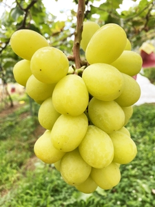 i9cI1un7KnxueUziToOs.jpg?w=940&h=940