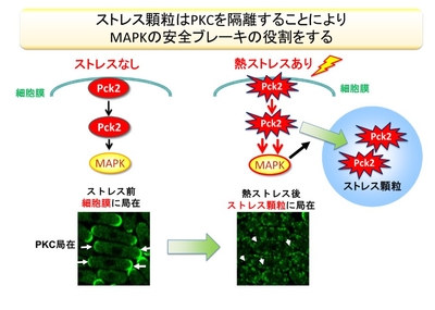 ストレス顆粒はPKCを隔離することによりMAPKの安全ブレーキの役割をする