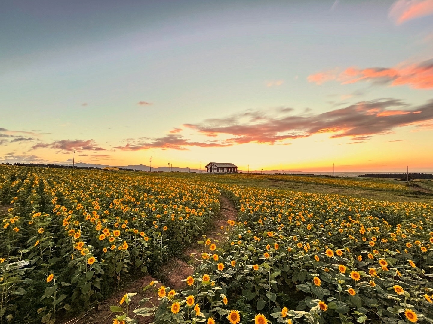 夕焼けの満開のひまわり