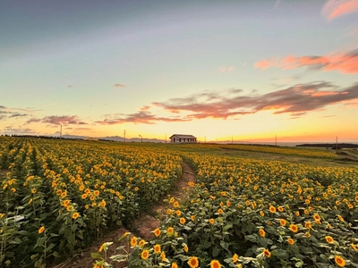 山形・月山高原に30万本のひまわり畑が8月9日オープン