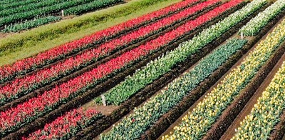 iGx7YC0NOBf85dCHoaxD.jpeg?w=940&h=940