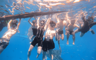 オスロブでジンベイザメと泳ぐ留学生の様子