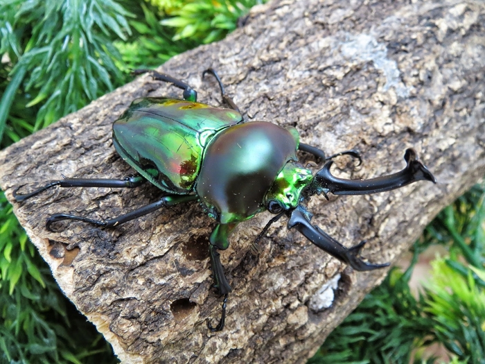 展示即売会2 ニジイロクワガタ