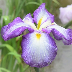 iN7L3gIho3Ml1XhoV6OD.jpeg?w=940&h=940