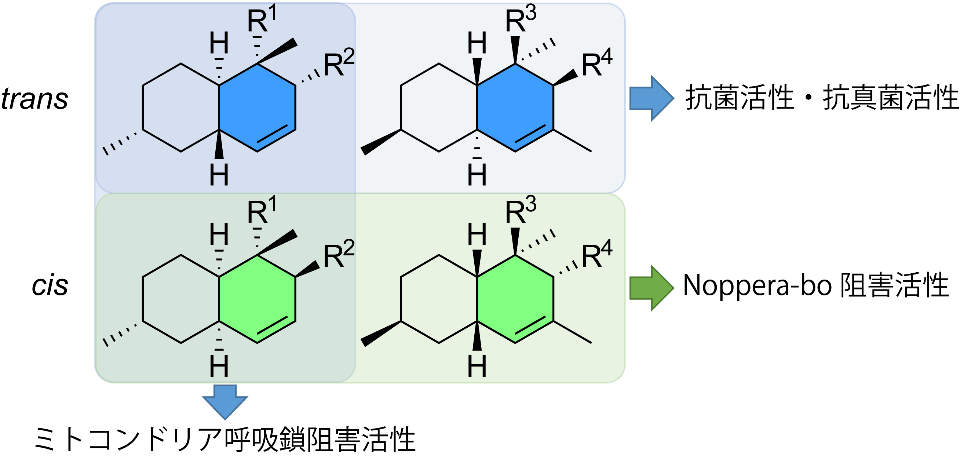 真菌の二次代謝物に新たな殺虫作用 環境に優しい昆虫制御型農薬に役立つ期待