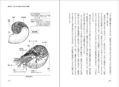 オウムガイ
