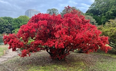 八重霧島（昨年の様子）