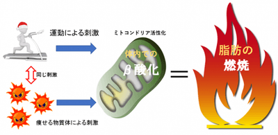 脂肪燃焼の仕組み