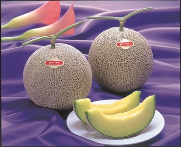 iXsuT5xdHLqim4QzG7Ij.jpeg?w=940&h=940