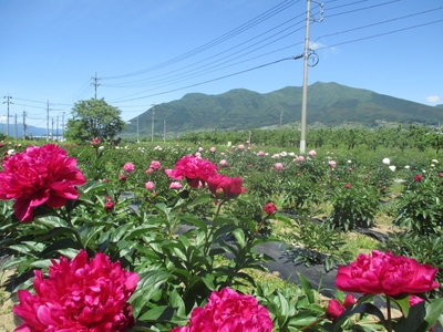 iZohCII5tbTjrIIIMDBI.JPG?w=940&h=940