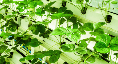 iaeMgwbTqyXmAoSrj4af.png?w=940&h=940