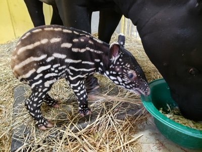 ibINEcGkyYqNVM46LiAa.jpg?w=940&h=940