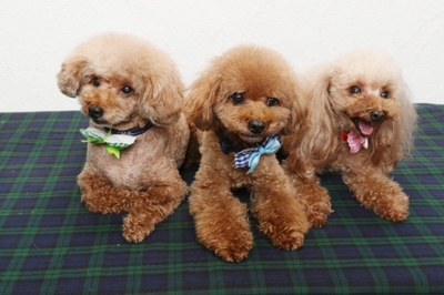 igdxYA0DzBHkPFuxLaXZ.jpeg?w=940&h=940