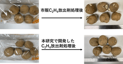 図2. 本研究で開発した放出剤（Ag+-X）と市販C2H4放出剤のジャガイモ発芽抑制性能の比較