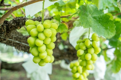 ijzNSCXONjNXk6ftJeTB.jpg?w=940&h=940