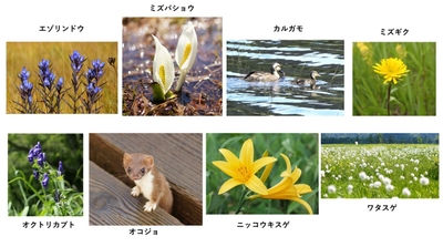 デザインのもとになった生き物やお花の一部