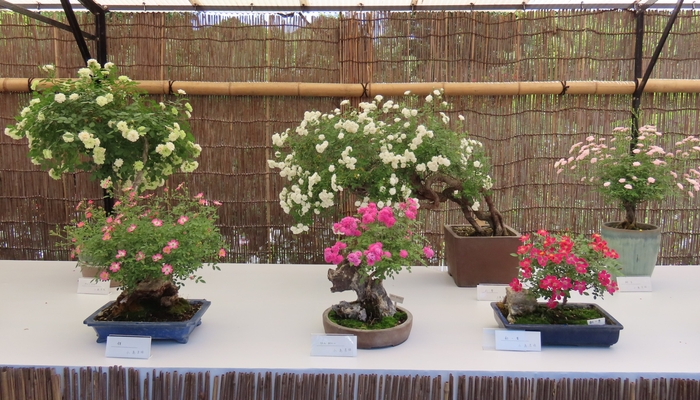 「春のミニバラ盆栽展」の様子(令和6年撮影)