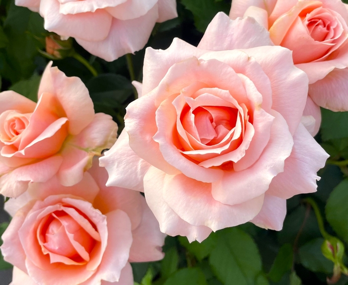 「サンクス ローズ」イメージ