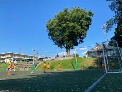 コートから見たの御神木