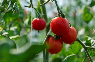 izA1RkSoa2fbL9zUSHGD.jpg?w=940&h=940