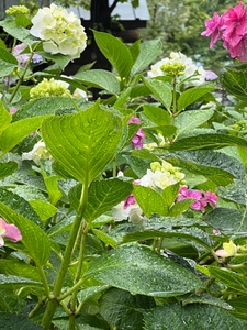 j5XzWHh7NVXobeRVkSuW.JPG?w=940&h=940