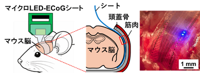 図２．マウス脳への開発シートの設置（青色光による刺激の様子）