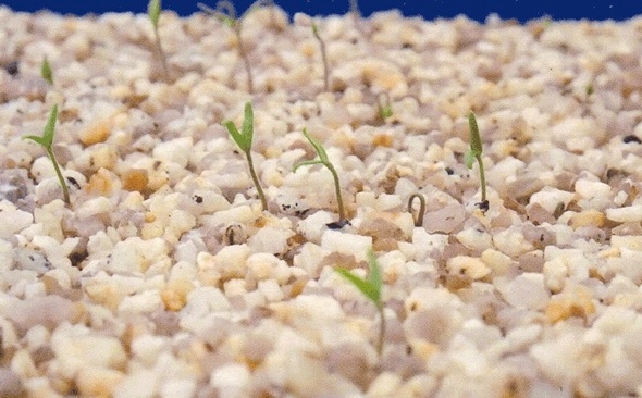 砂利から芽が…!