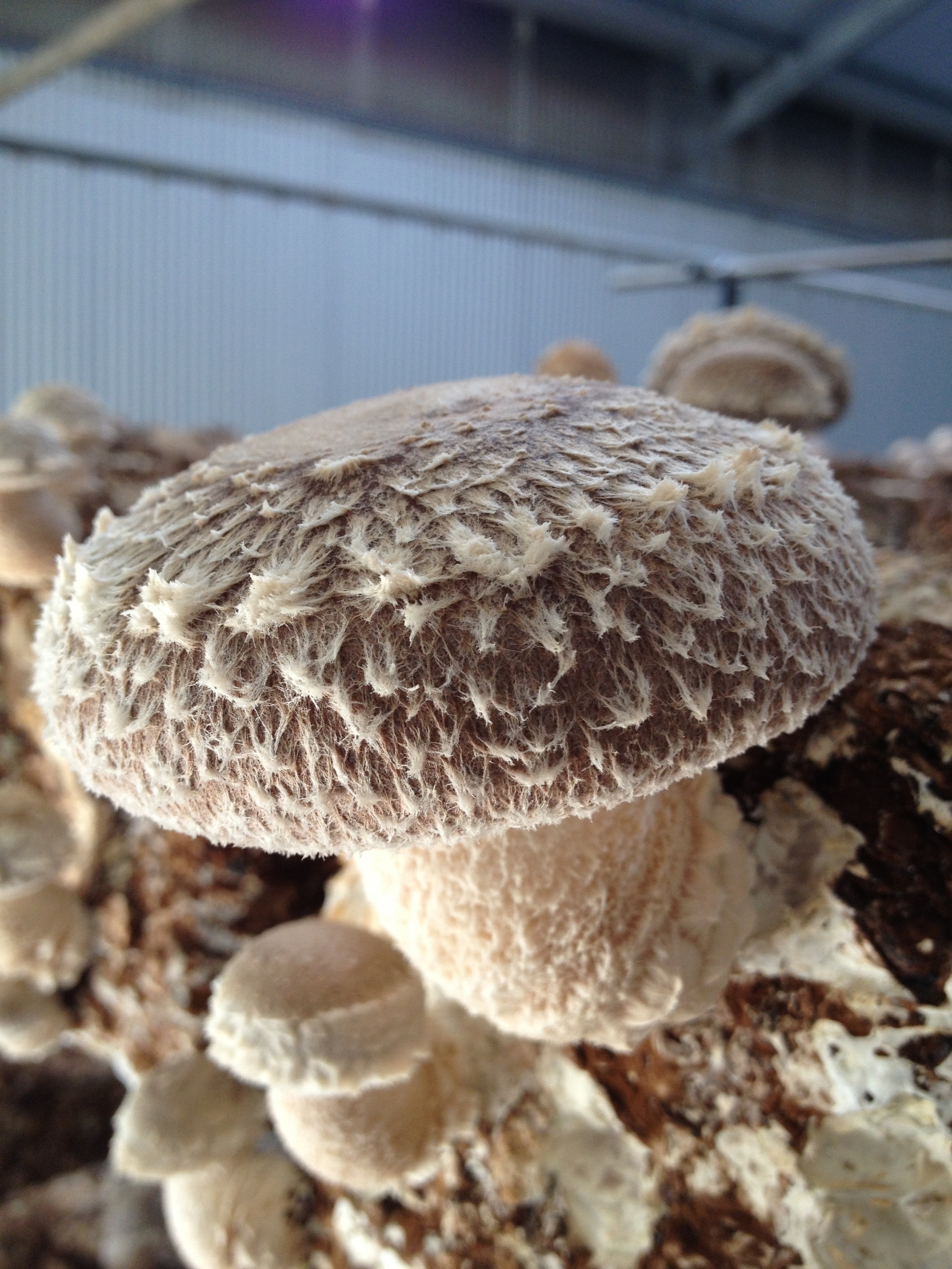 高野キノコプラント、茸師と共同開発したシイタケの新3品種が 徳島県で