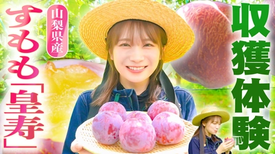 秋元真夏が山梨県で大玉で濃厚な甘みの すもも「皇寿」を収穫！