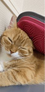 jWVoC7w7y39mVLOrNBtm.png?w=940&h=940