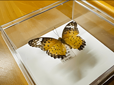 jWwEsN5GDklFdB8VP7lI.png?w=940&h=940