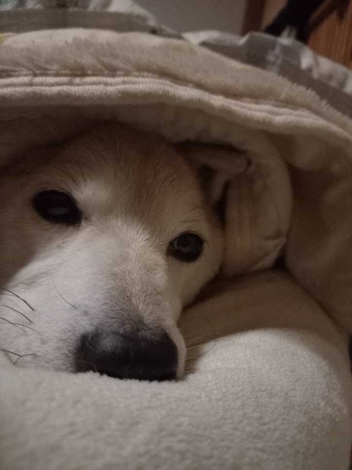 儚くも愛しいクルクル