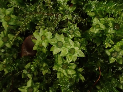 jbE7aCoihp9lNfYph5Ka.jpg?w=940&h=940