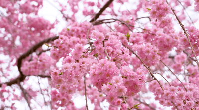 ※高見の郷・イメージ