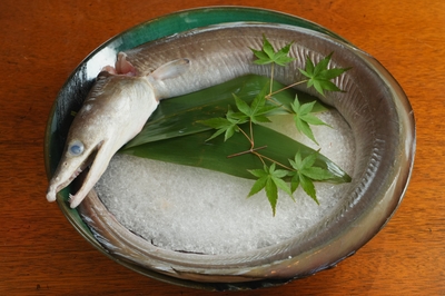▲夏に旬を迎える淡路島産鱧