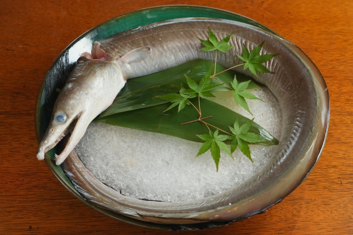 ▲夏に旬を迎える淡路島産鱧