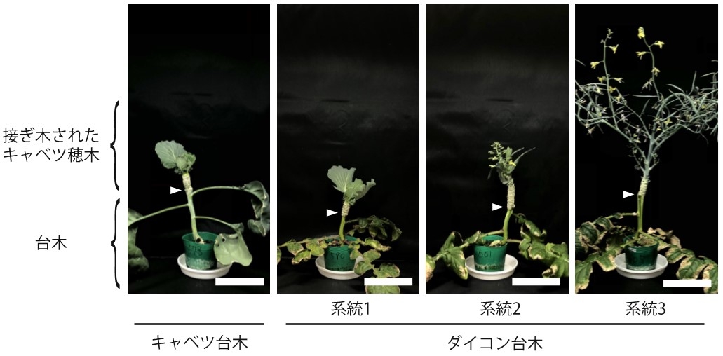 図1 台木の植物種によって異なる開花反応を示したキャベツ(白矢印より上が接ぎ木されたキャベツ)