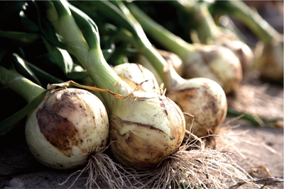 淡路島産玉ねぎ