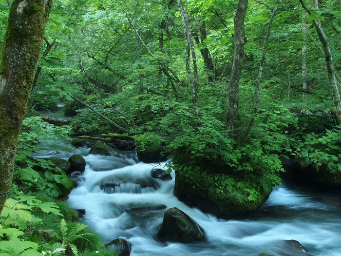 早朝の奥入瀬渓流