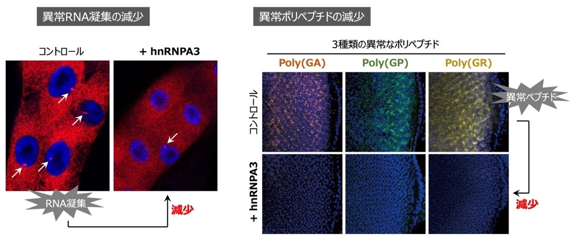 hnRNPA3は、異常なRNAの凝集を減少させる(左)、hnRNPA3は、異常なRNAから合成される異常ポリペプチドの量を減少させる(右)